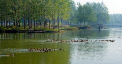 台儿庄运河湿地公园美丽的自然风光（图）