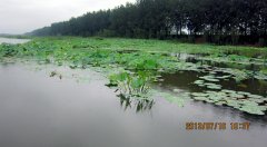 台儿庄运河湿地公园百荷争艳