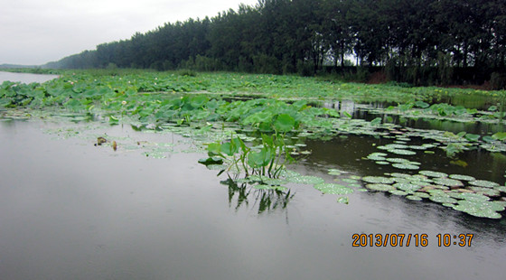<a href='https://www.0632jj.cn/tezyh/' target='_blank'><u>台儿庄运河</u></a>湿地公园
