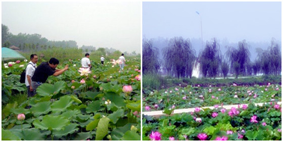 <a href='https://www.0632jj.cn/tezyh/' target='_blank'><u>台儿庄运河</u></a>湿地公园