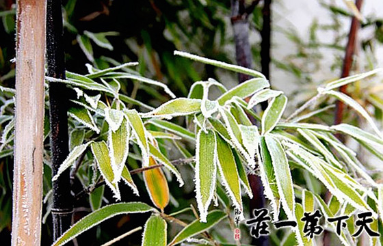台儿庄古城雪景雾凇图片欣赏