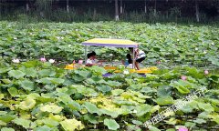 台儿庄运河湿地公园简介