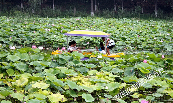 台儿庄湿地公园乘船赏荷花