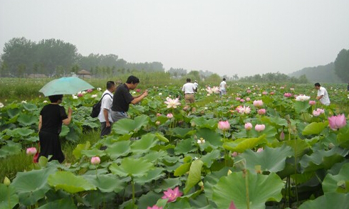 台儿庄旅游景点推荐之台儿庄运河湿地 台儿庄旅游景点推荐之台儿庄运河湿地