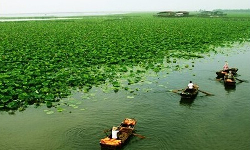 枣庄旅游景点大全——微山湖红荷湿地风景区
