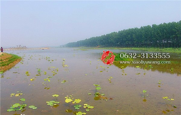 台儿庄运河湿地公园的优美风景图