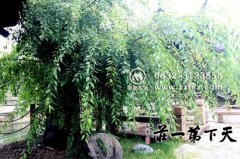 台儿庄古城学生门票价格,学生证半价吗