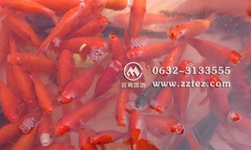 清明节台儿庄古城内酒店之台儿庄古城清明活动