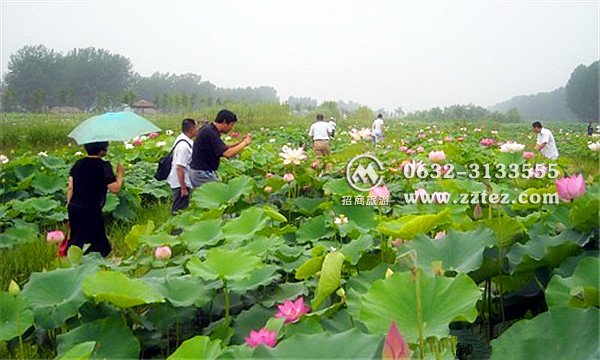 台儿庄运河湿地公园怎么去