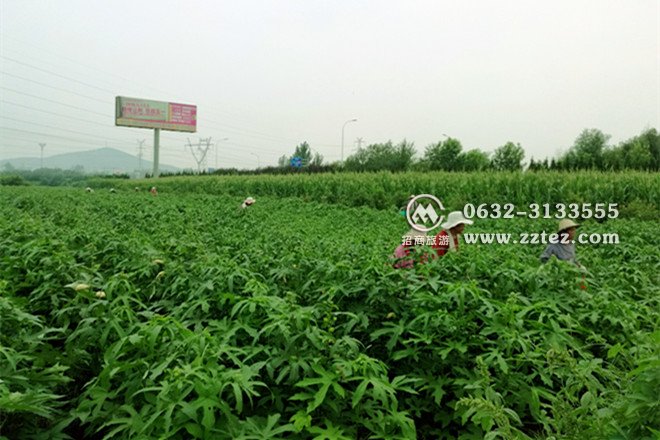 枣庄金花葵花茶种植基地