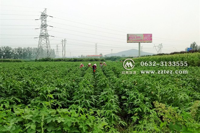 枣庄金花葵花茶种植基地