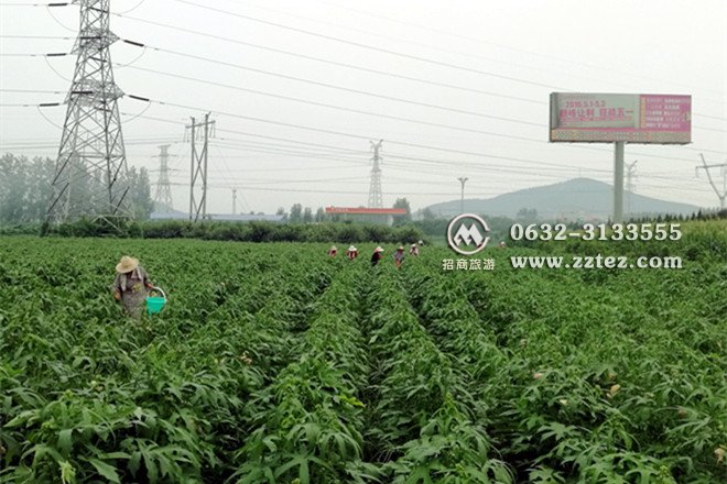 枣庄金花葵花茶种植基地