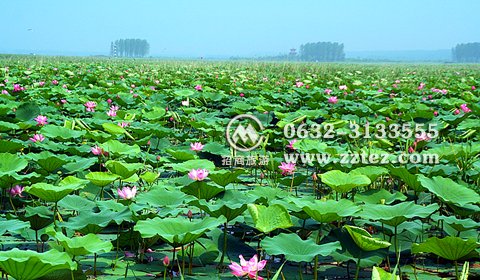 临沂台儿庄门票多少钱