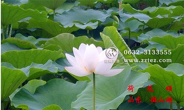 徐州去微山湖门票,微山湖门票徐州优惠政策