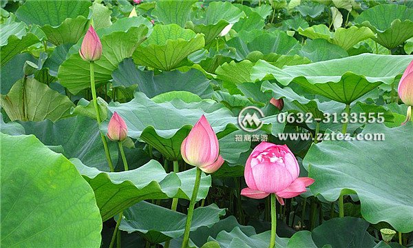 微山湖湿地好玩吗 微山湖湿地好玩吗