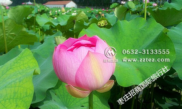微山湖湿地好玩吗 微山湖湿地好玩吗