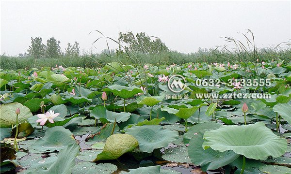 微山湖湿地好玩吗