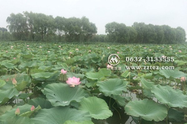 微山湖湿地旅游景区