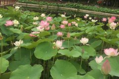 山东红色教育基地_滕州微山湖红荷湿地