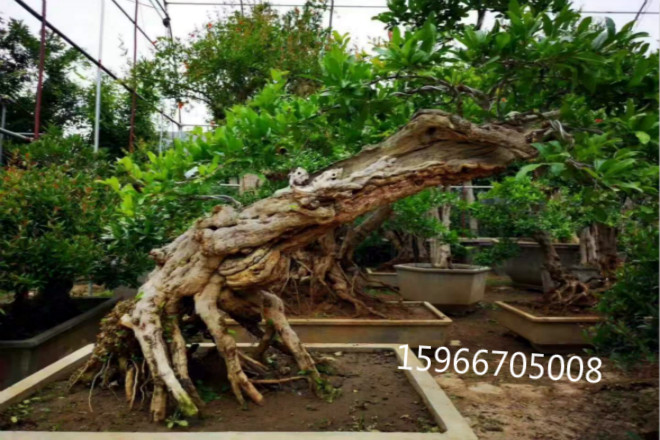 枣庄石榴树盆景造型制作出售