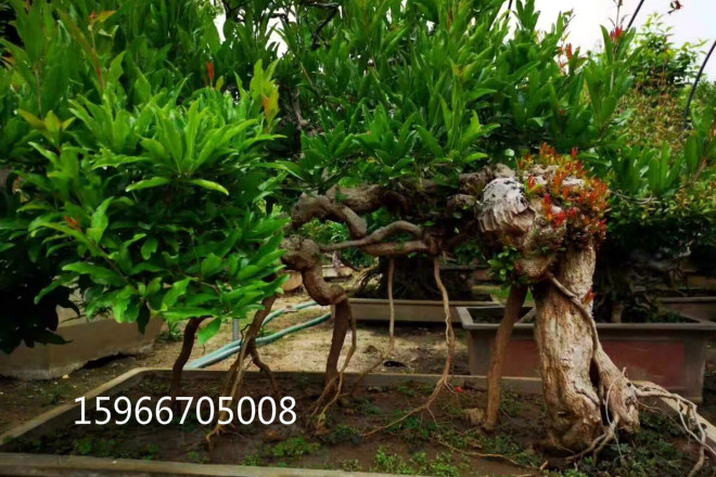 枣庄石榴树盆景造型制作出售