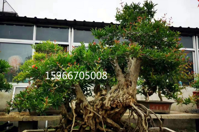 枣庄石榴树盆景造型制作出售