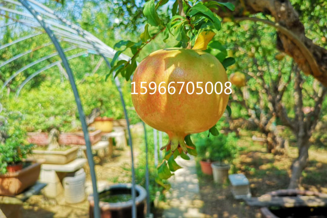 枣庄石榴树盆景造型制作出售