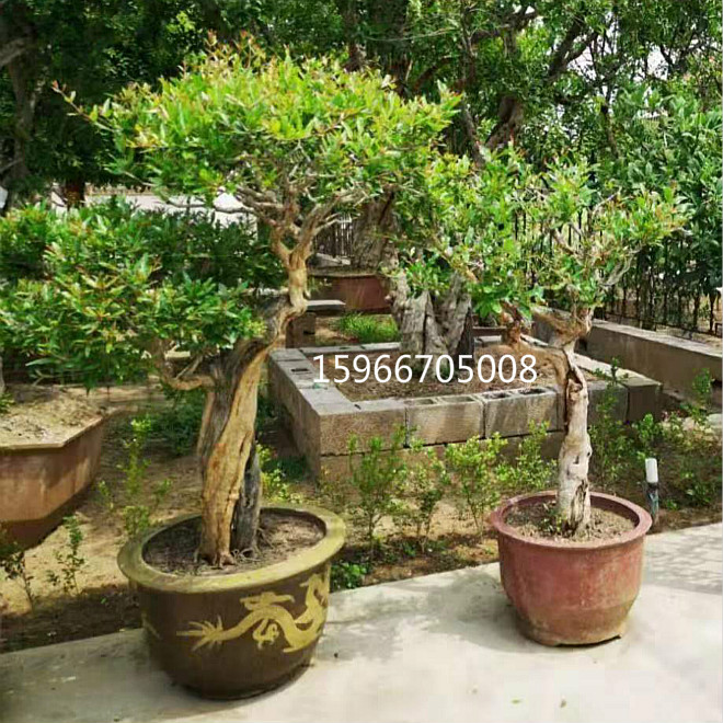 枣庄石榴树盆景造型制作出售