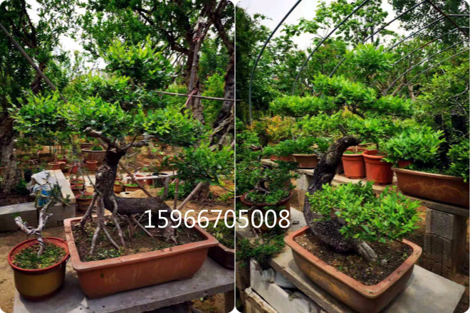 枣庄石榴树盆景造型制作出售