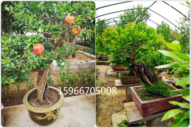 枣庄石榴树盆景造型制作出售