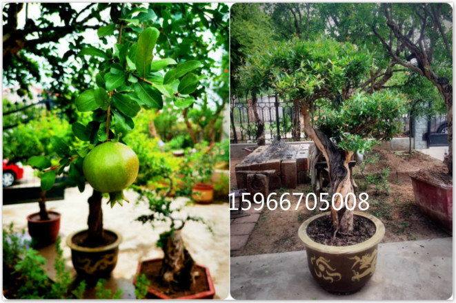 枣庄石榴树盆景造型制作出售