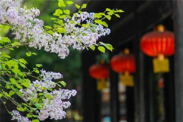 问:台儿庄古城门票教师资格证有优惠吗?
问:台儿庄古城门票教师资格证有优惠吗?
