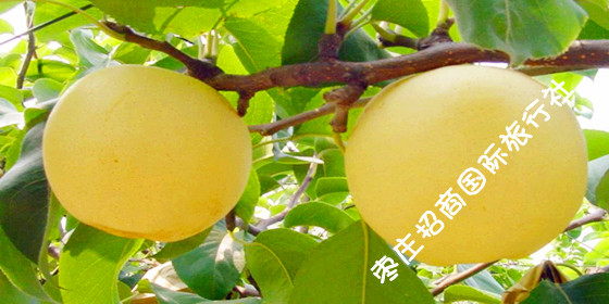 台儿庄有机黄金梨 台儿庄黄金梨
