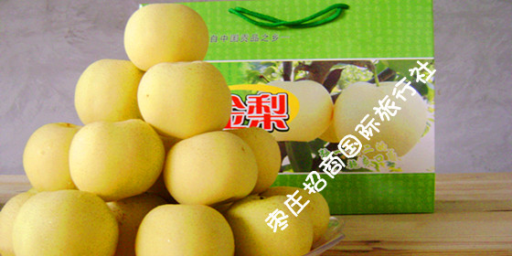 台儿庄黄金梨