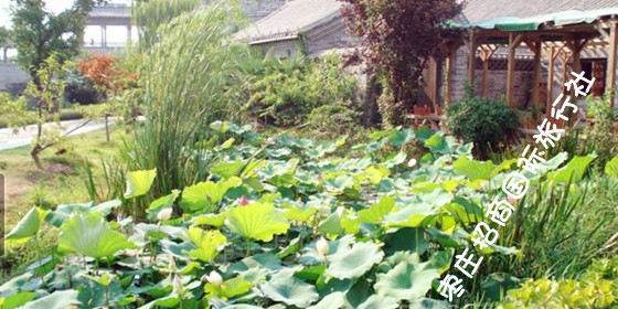 台儿庄古城客栈爱莲居 台儿庄古城客栈爱莲居门前荷花塘