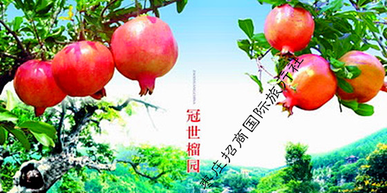 枣庄峄城冠世榴园石榴