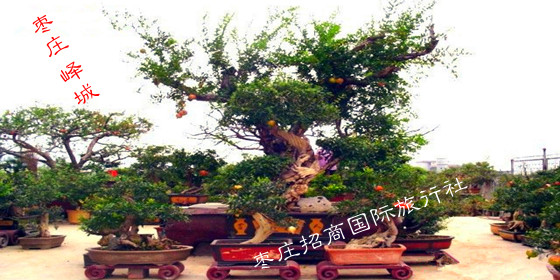枣庄峄城石榴盆景
